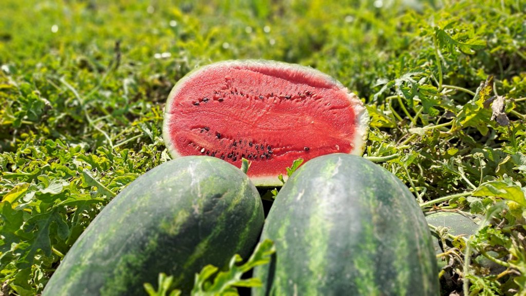 CIBELA (HMC632432) F1