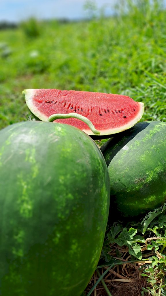 CIBELA (HMC632432) F1