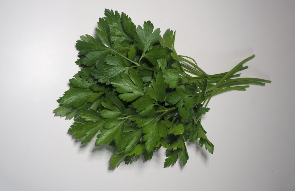 Géant d'Italie race NOVAS