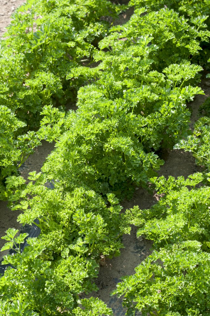 Frisé Vert Foncé race ROBUST