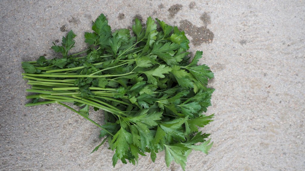 Géant d'Italie race NOVAS