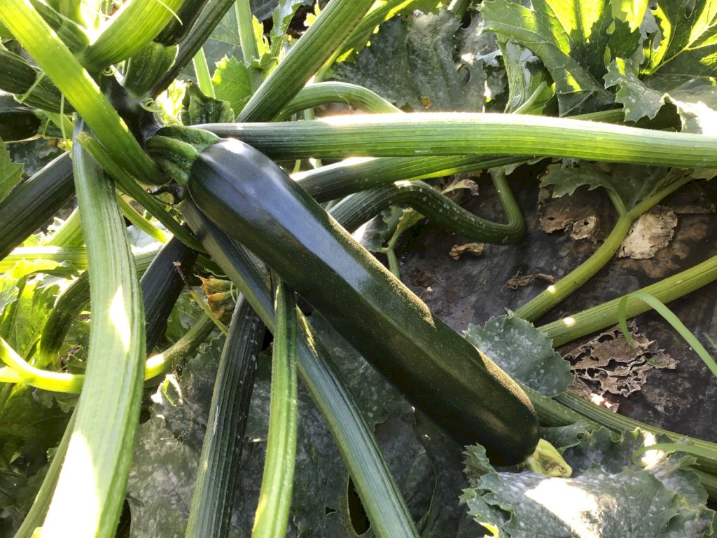 IBERNA F1 (HMC24109)