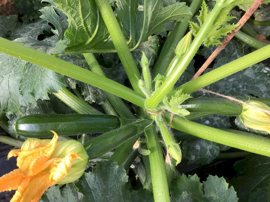 ARKANA F1 (HMC24871)