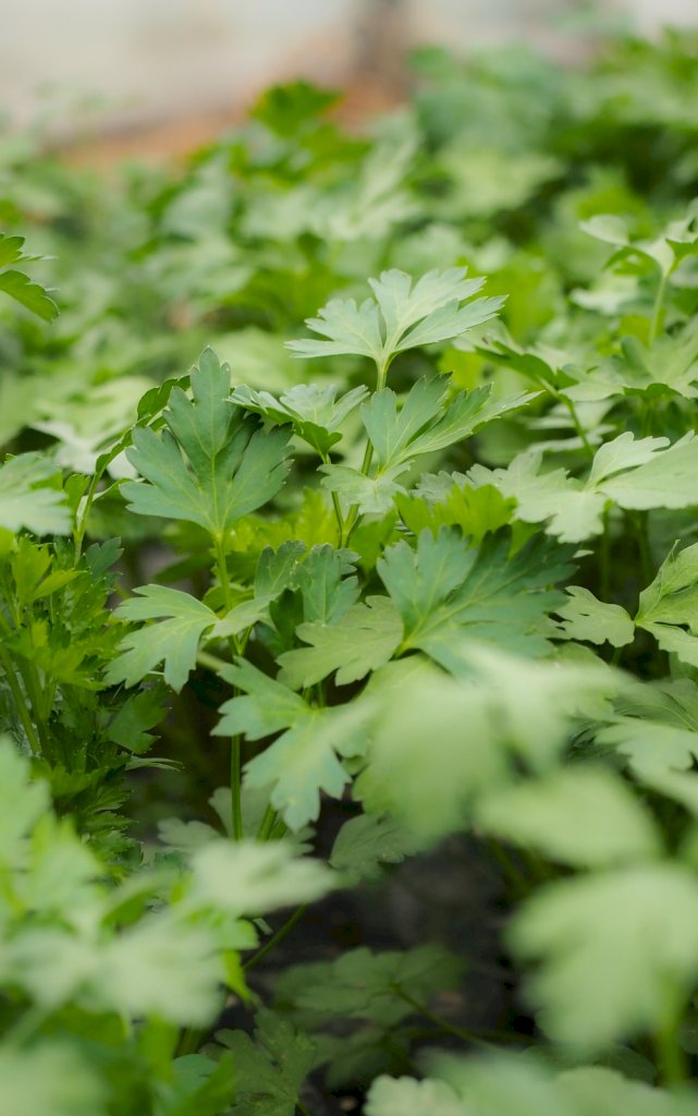 Géant d'Italie race NOVAS