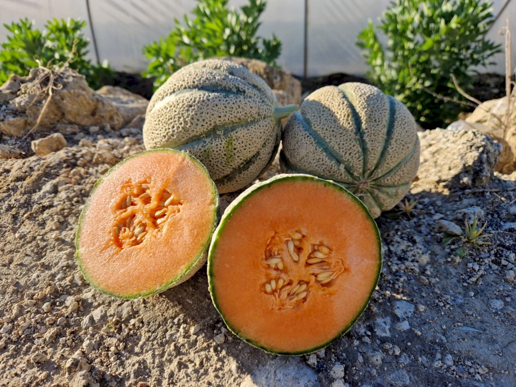 CAPOROSSO (HMC453142) F1