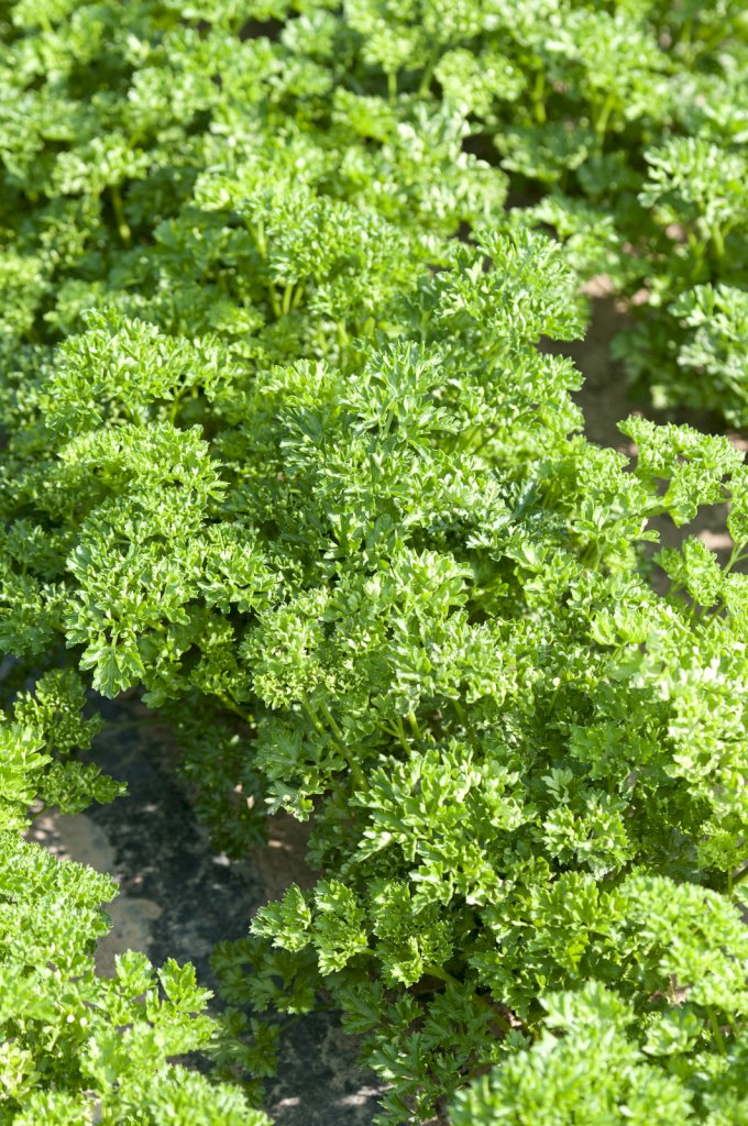 Frisé Vert Foncé race ROBUST