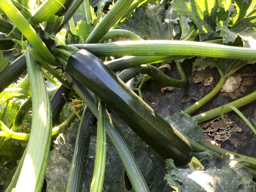 IBERNA F1 (HMC24109)