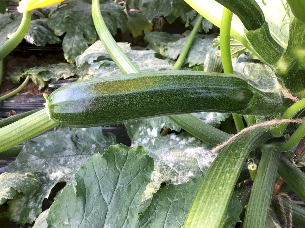 ARKANA F1 (HMC24871)