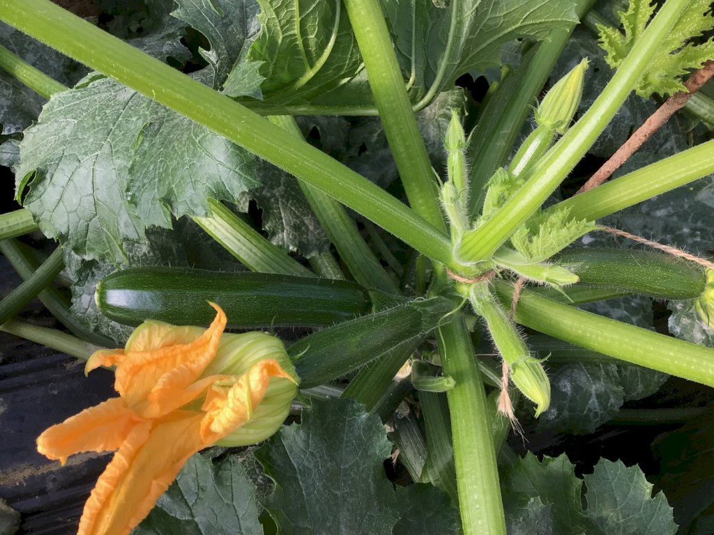 ARKANA F1 (HMC24871)