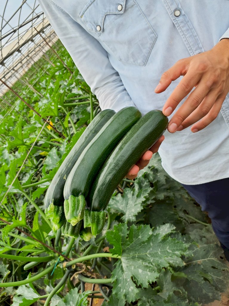 ARKANA F1 (HMC24871)