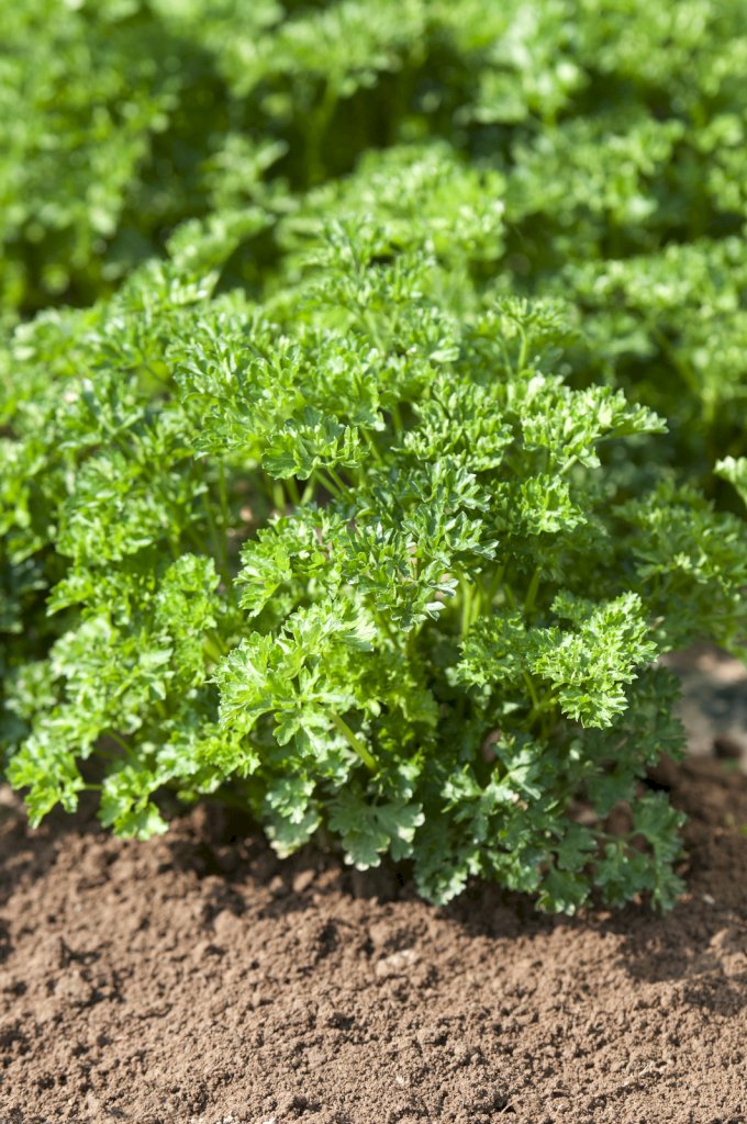 Frisé Vert Foncé race ROBUST