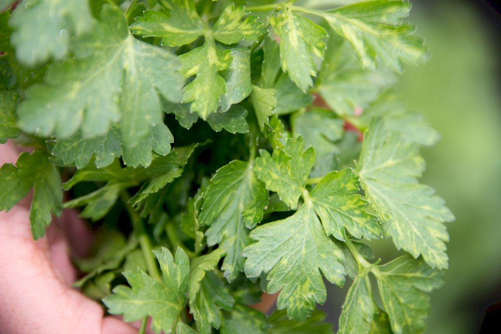 Géant d'Italie race NOVAS