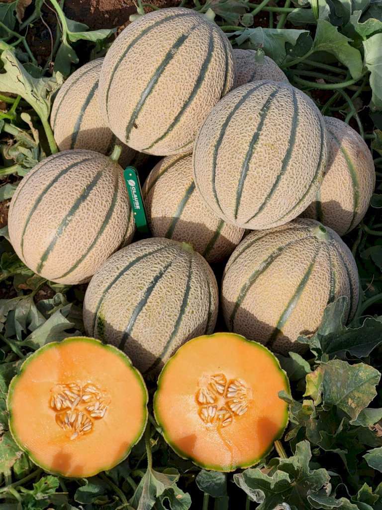 VIRTUOSO F1 (HMC452459)