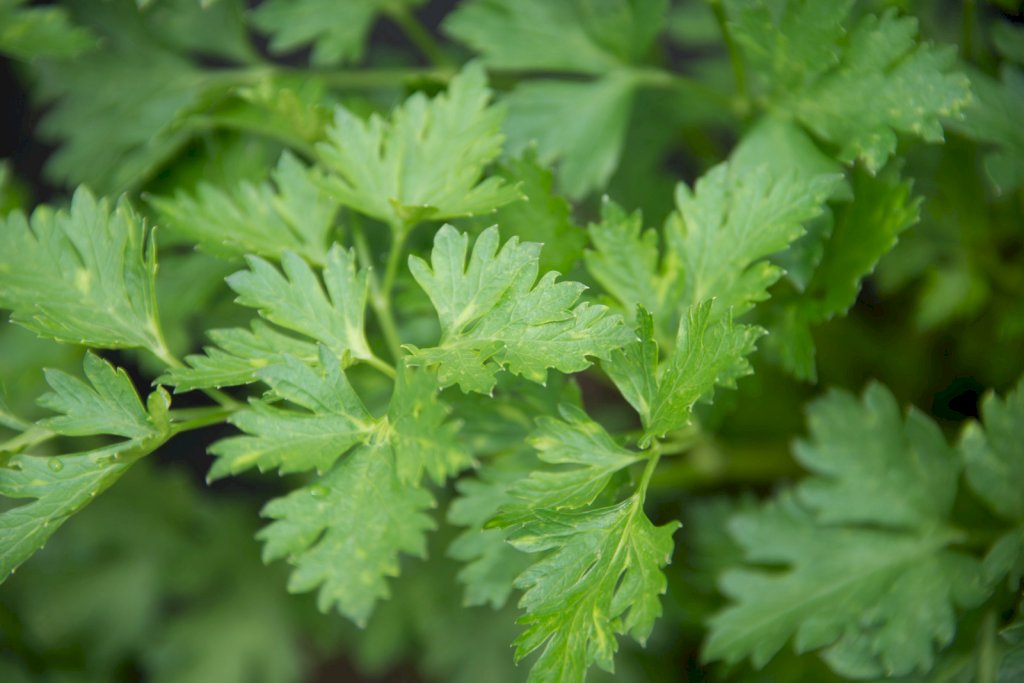 Géant d'Italie race NOVAS
