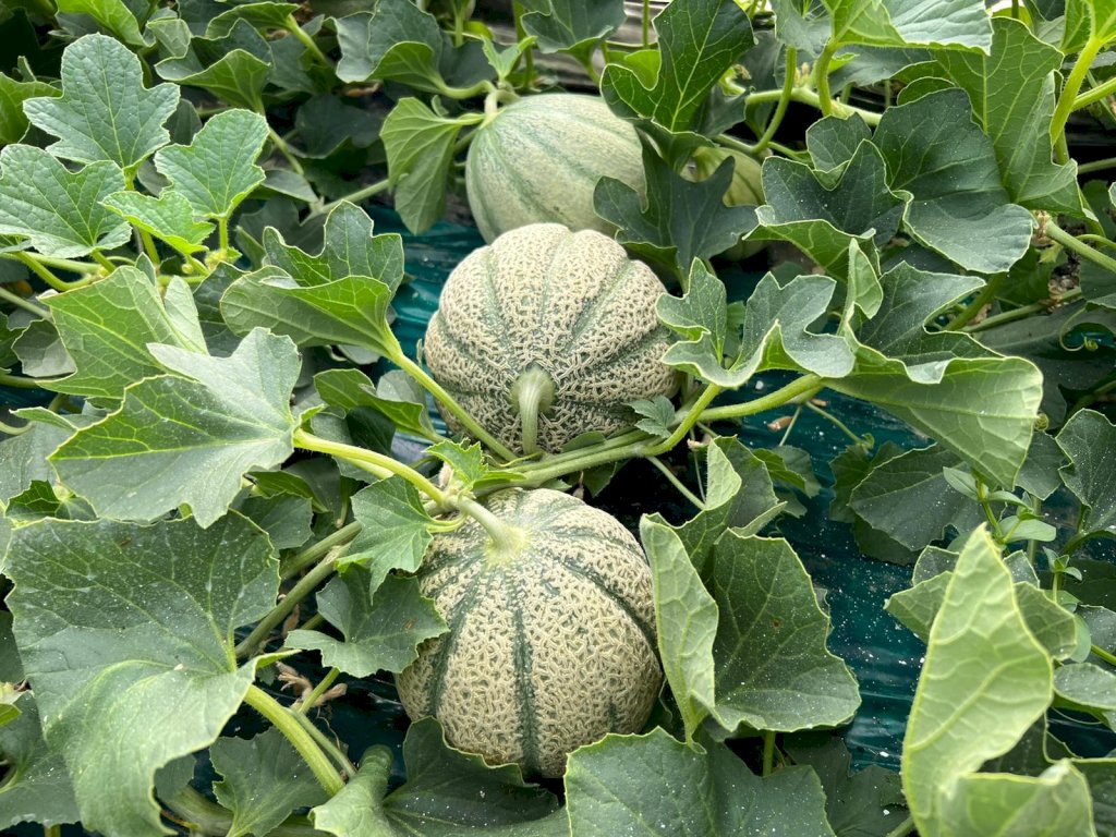 CAPOROSSO (HMC453142) F1