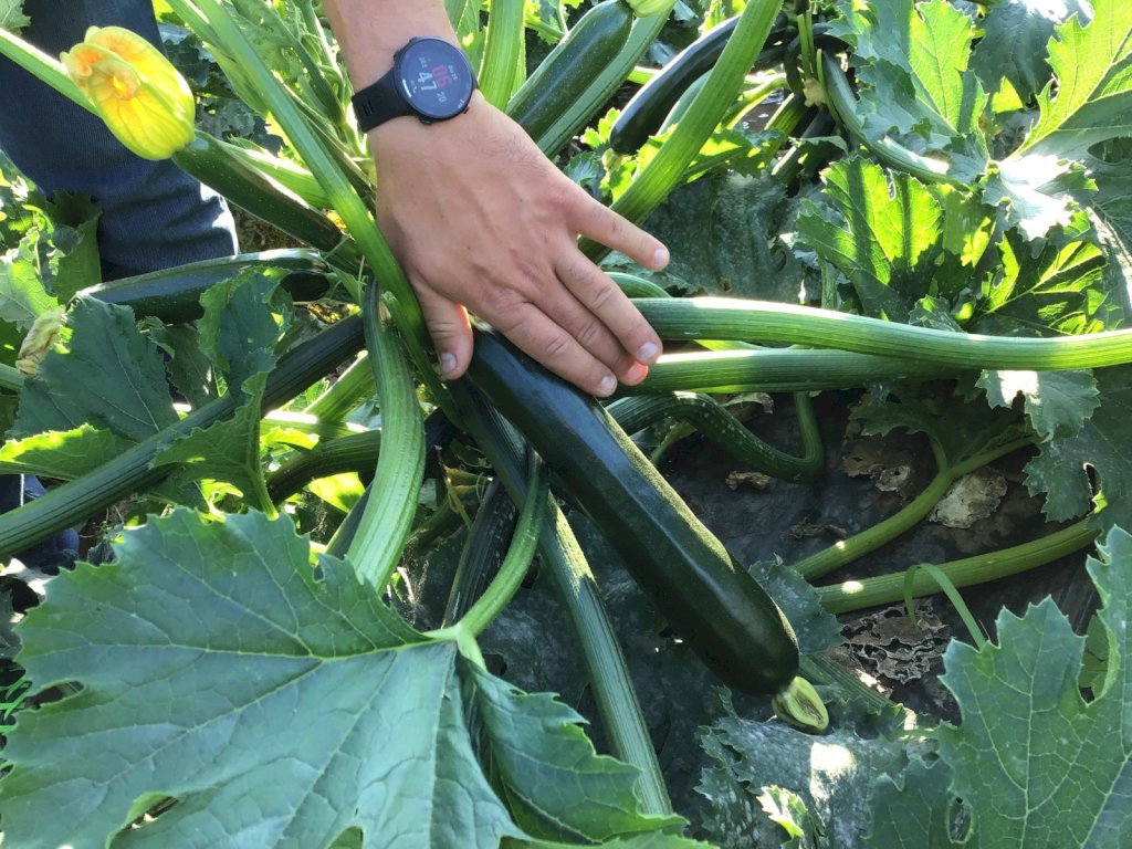 IBERNA F1 (HMC24109)