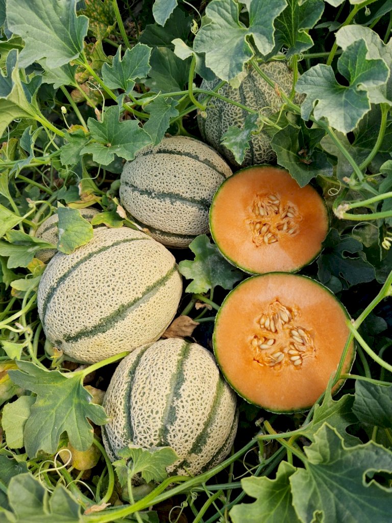 CAPOROSSO (HMC453142) F1