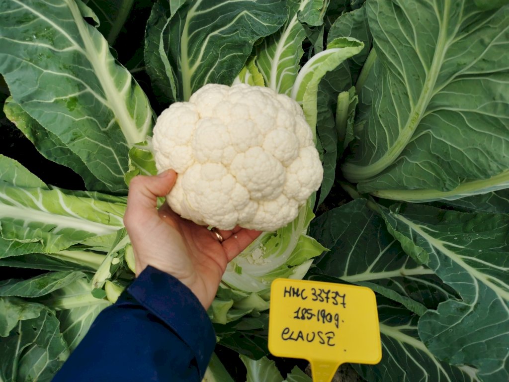 TRIANON F1 (HMC33737)