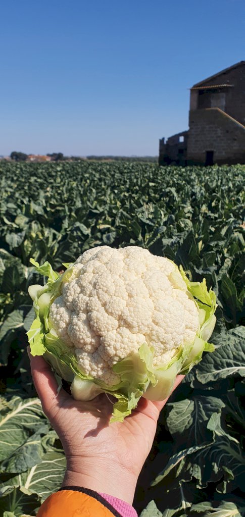 TRIANON F1 (HMC33737)