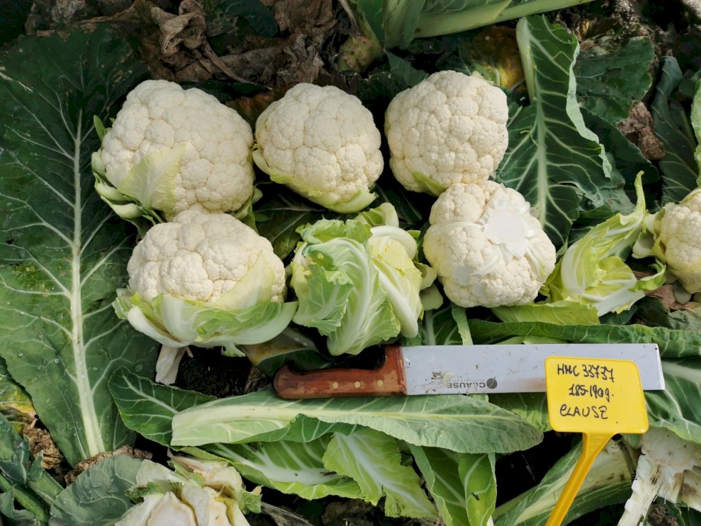 TRIANON F1 (HMC33737)