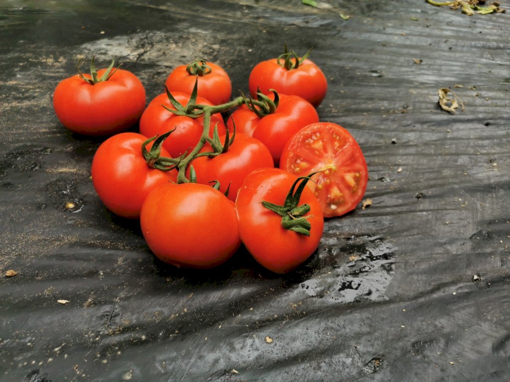 FLEMING F1 (HMC44436)