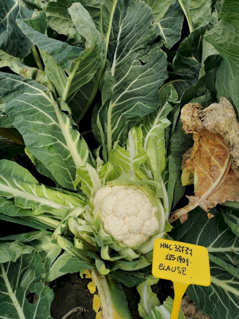 TRIANON F1 (HMC33737)