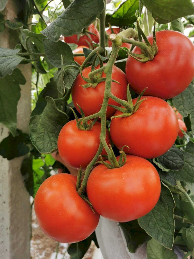 FLEMING F1 (HMC44436)