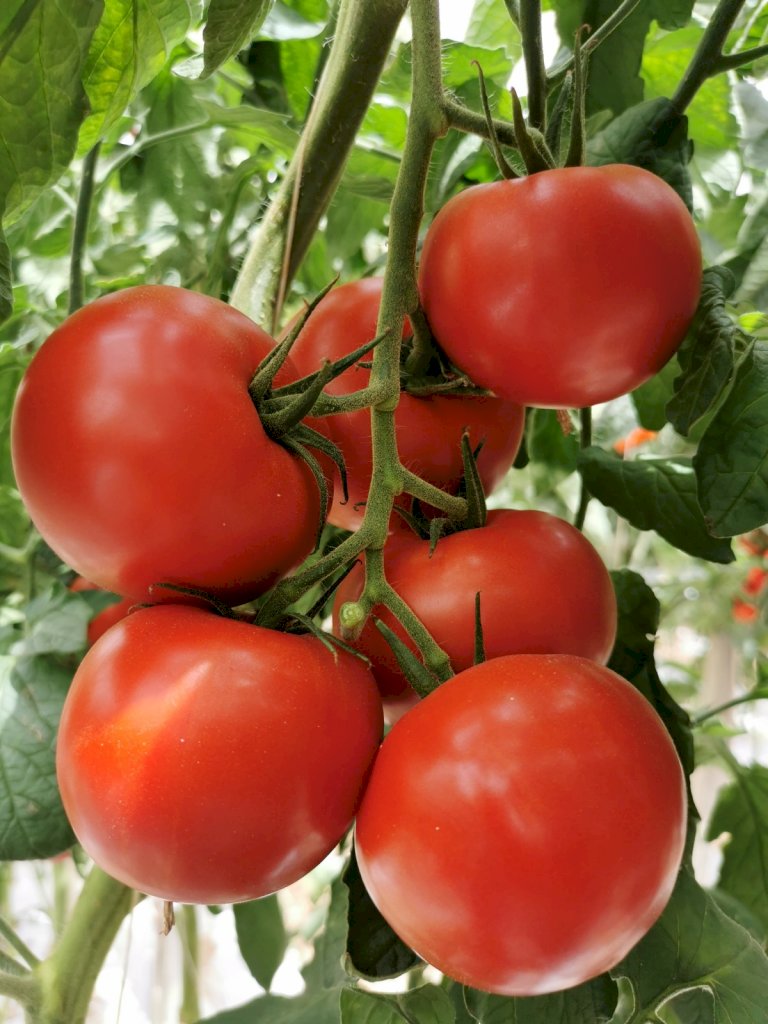 FLEMING F1 (HMC44436)