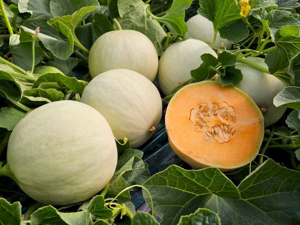 MIELIR (HMC457116) F1