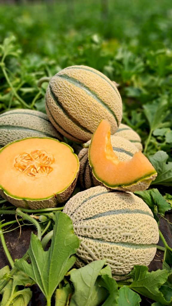 ARTIGLIO (HMC452870) F1