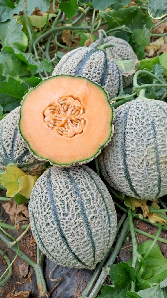 BRIOSO (HMC452916) F1