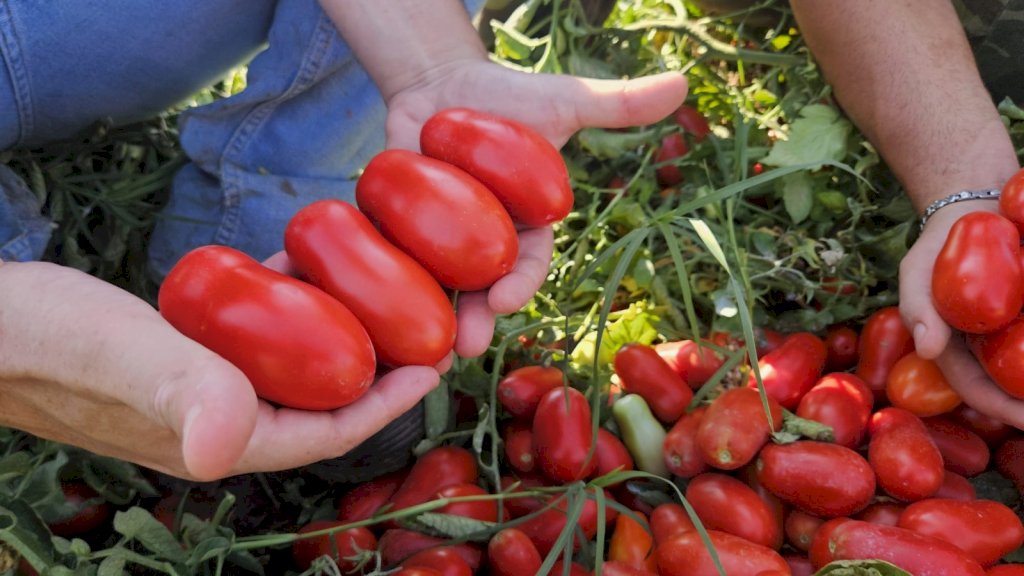 BORBONE F1 (HMC628499)