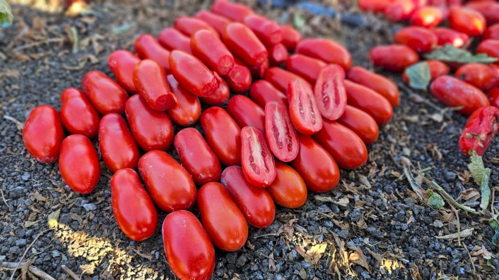 BORBONE F1 (HMC628499)