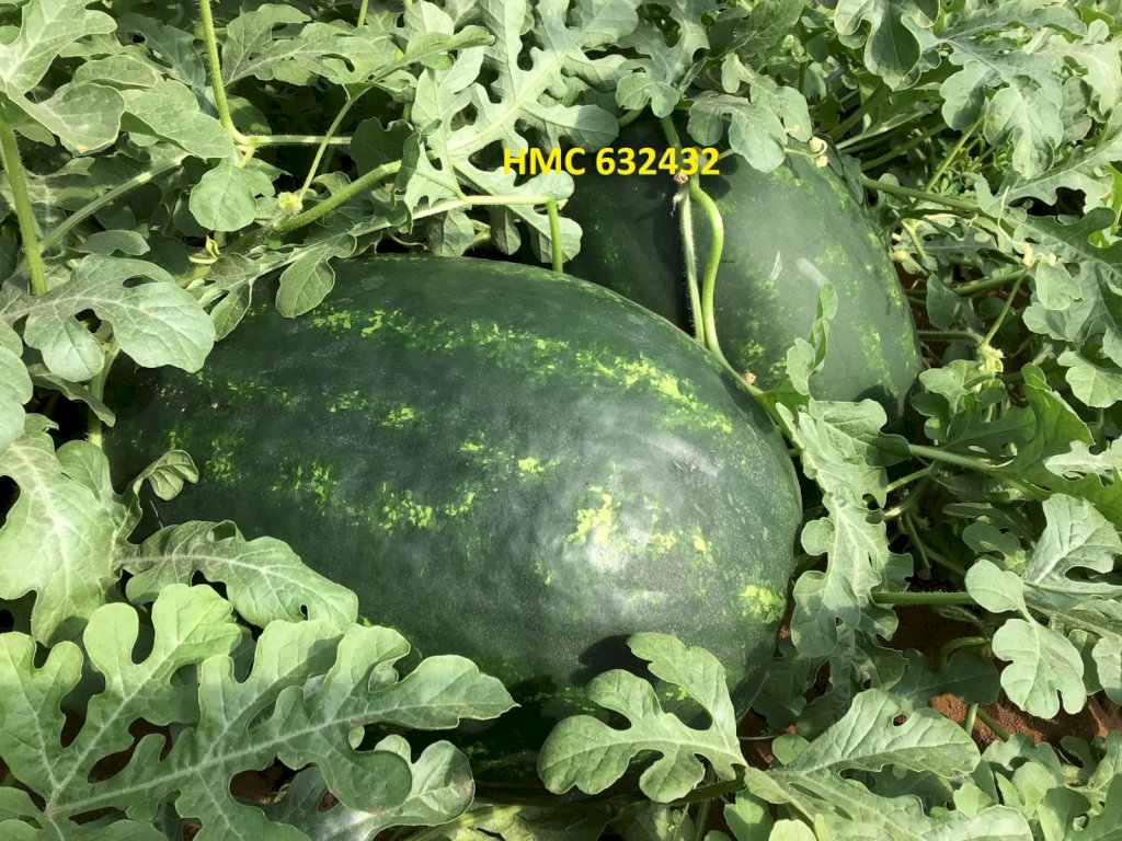 CIBELA (HMC632432) F1