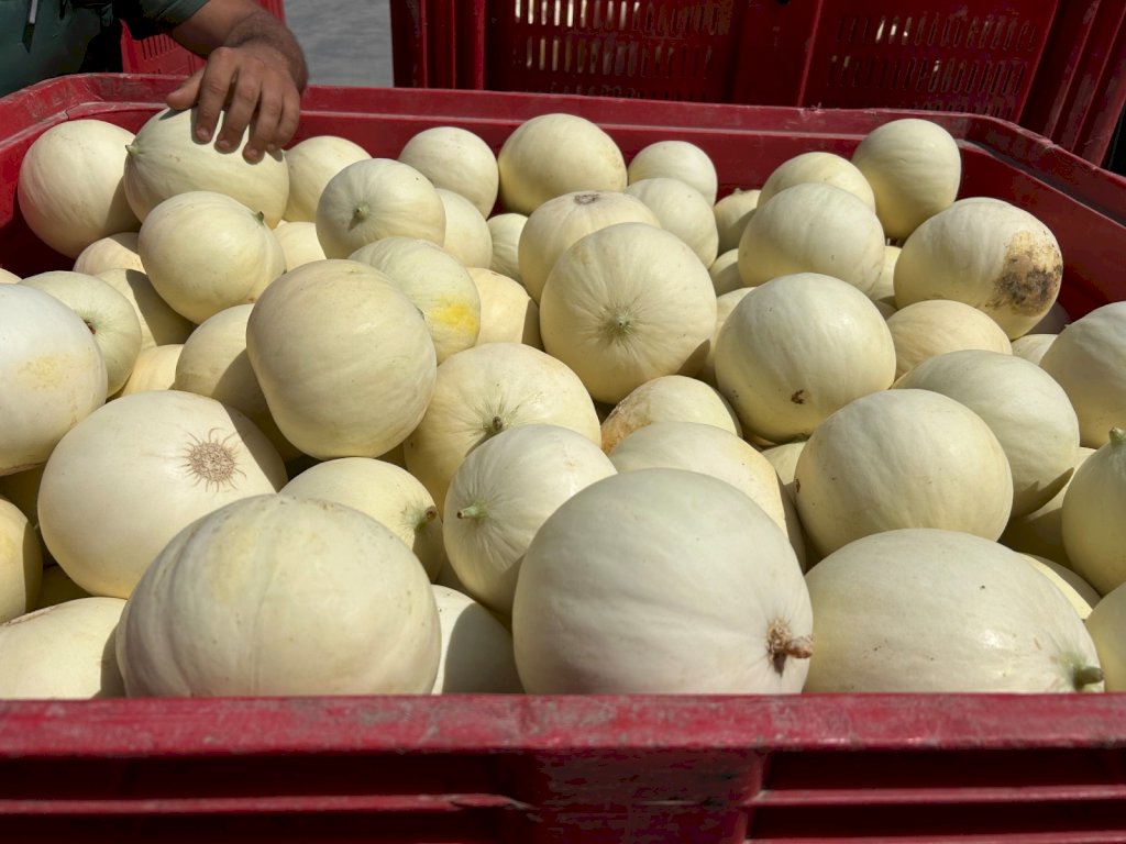 MIELIR (HMC457116) F1