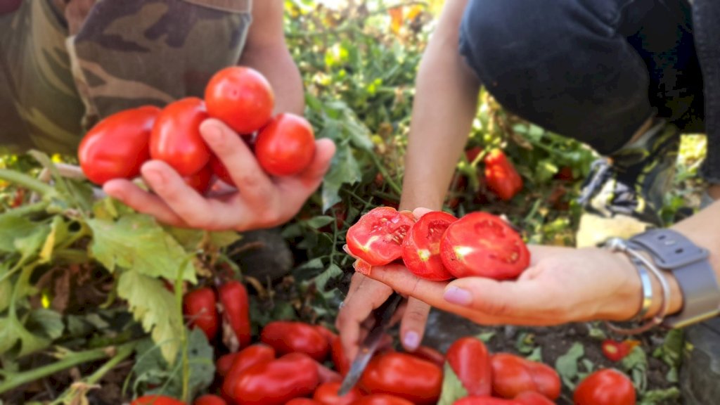 BORBONE F1 (HMC628499)