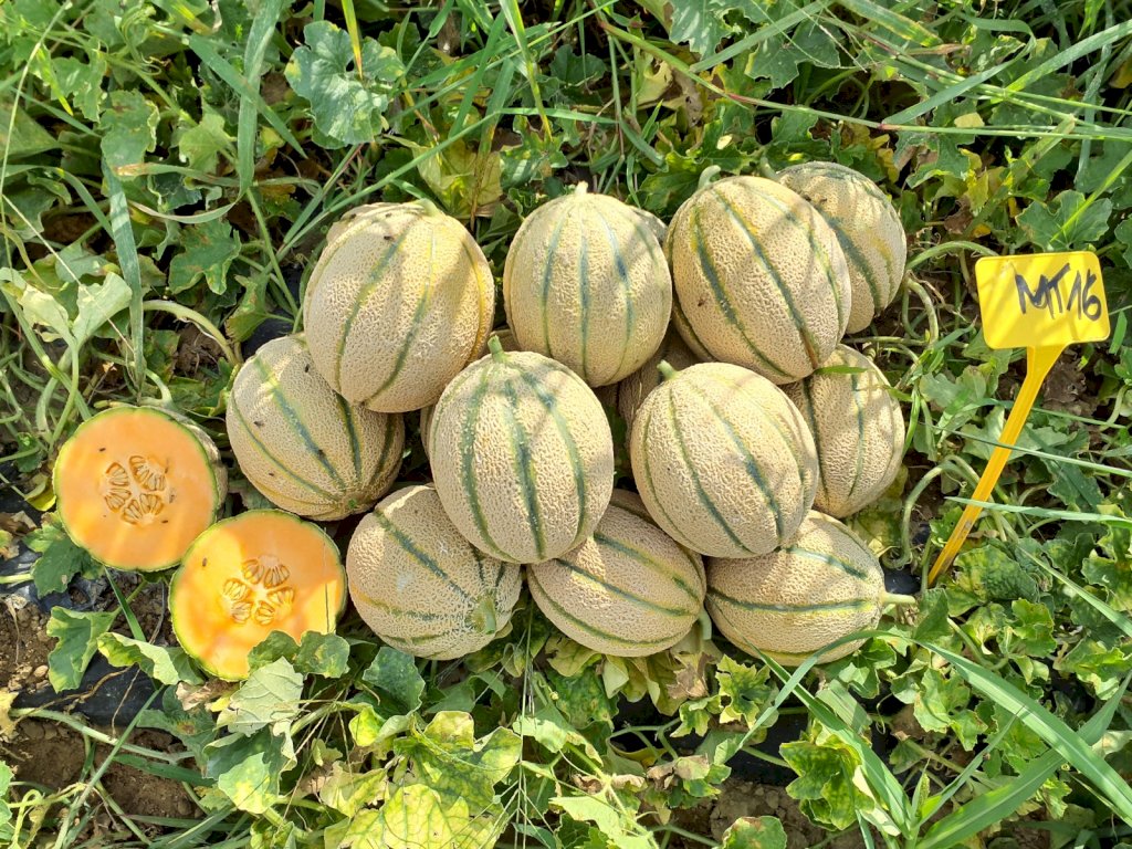 ELOGIO (HMC452928) F1