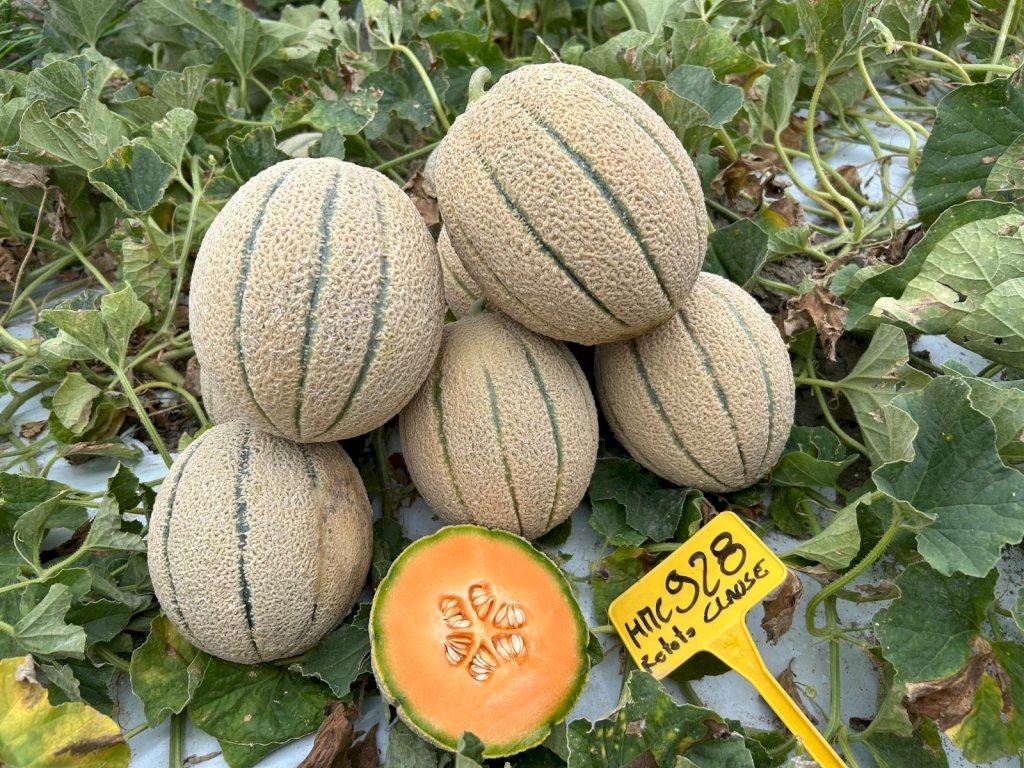 ELOGIO (HMC452928) F1