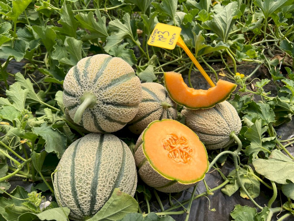 ARTIGLIO (HMC452870) F1