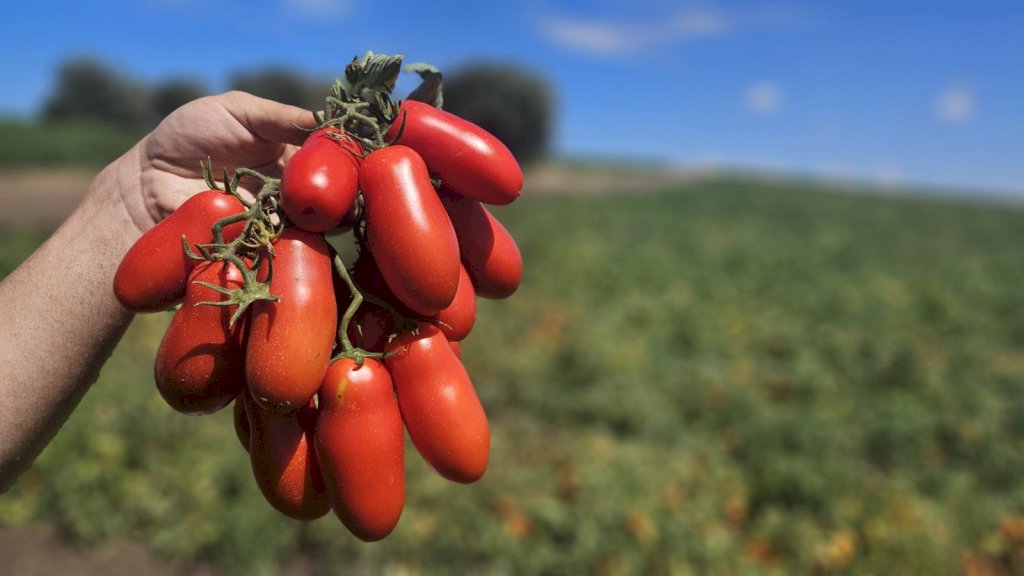 BORBONE F1 (HMC628499)