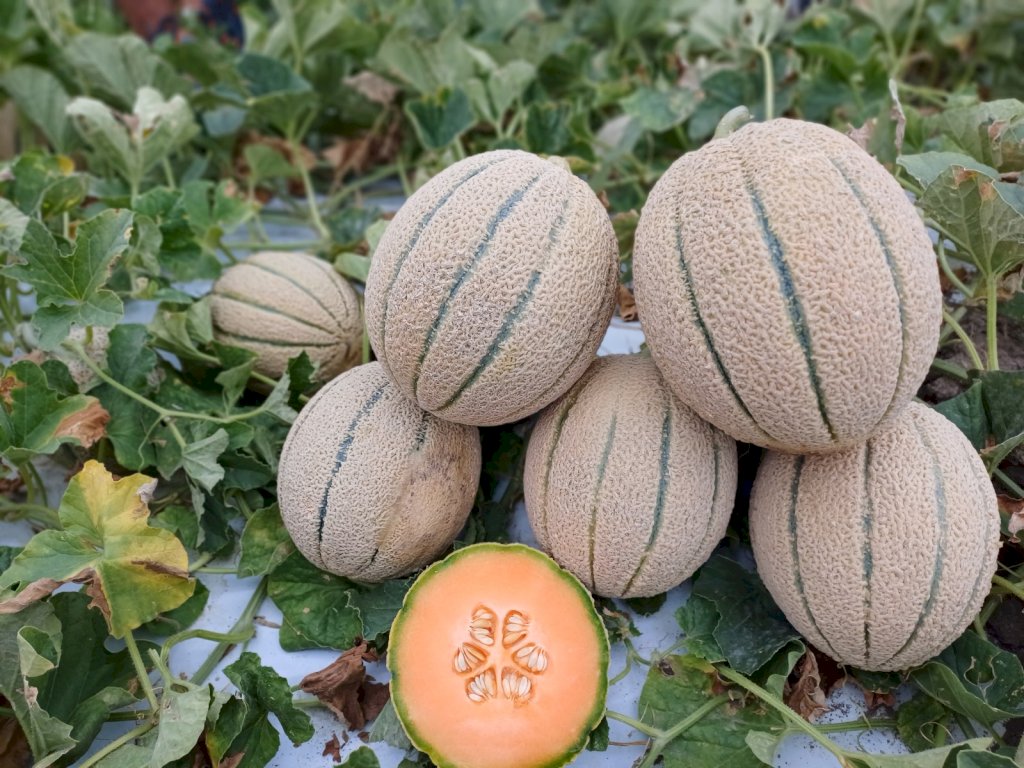 ELOGIO (HMC452928) F1