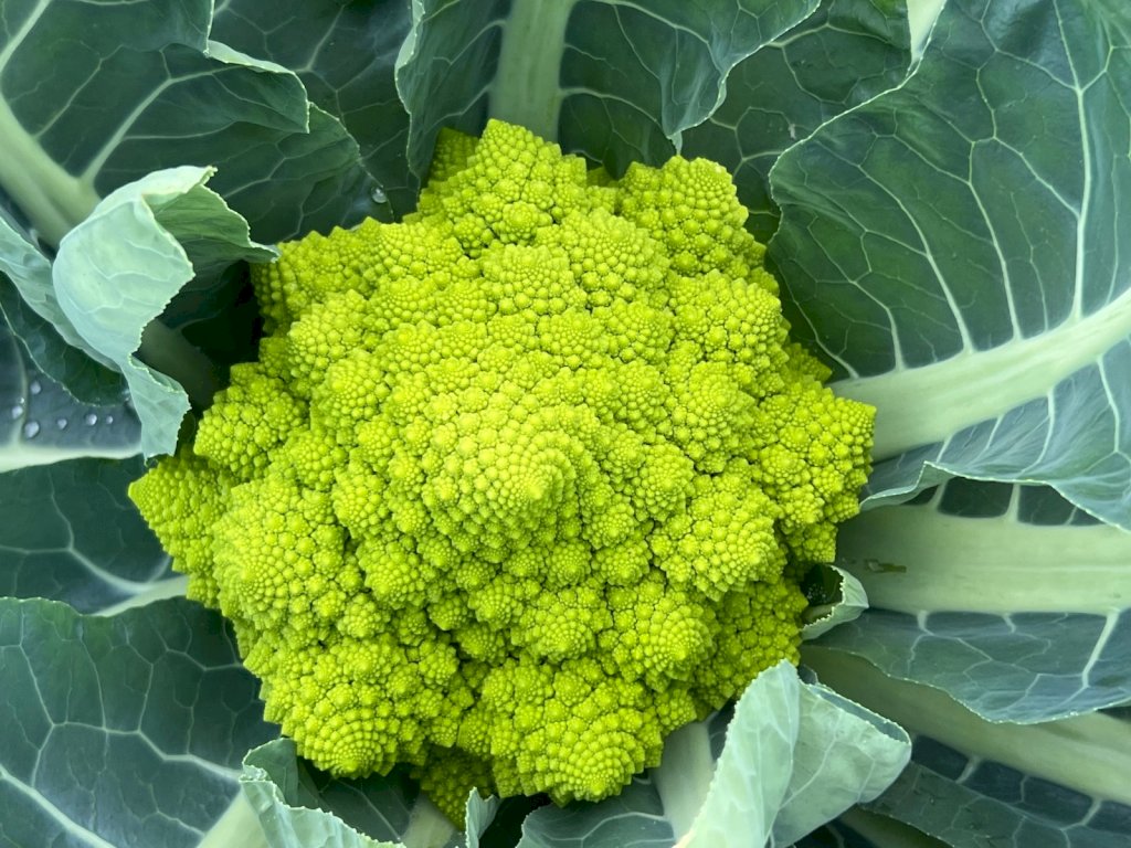 ETRUSCO F1 (HMC33089)