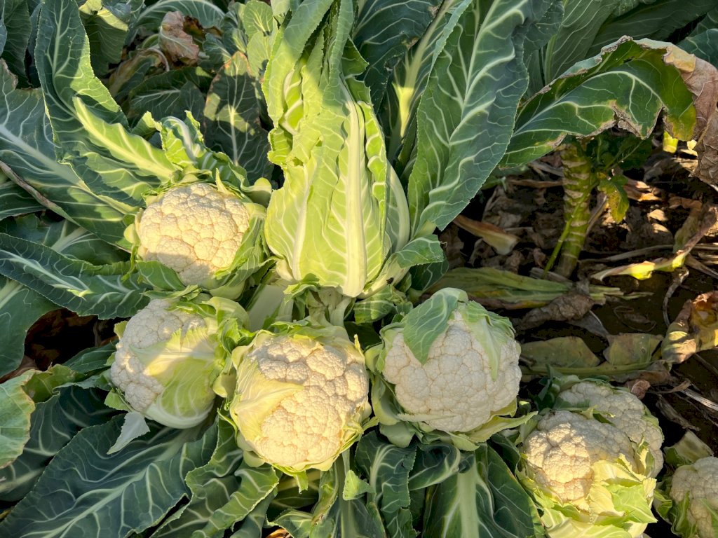 NEVOSO F1 (HMC33605)