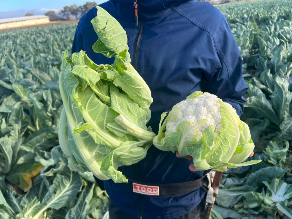 PONENTE F1 (HMC33098)