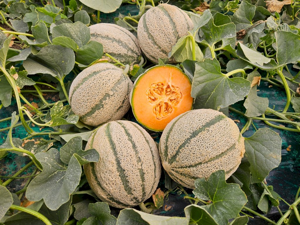 BARONEROSSO F1 (HMC453510)