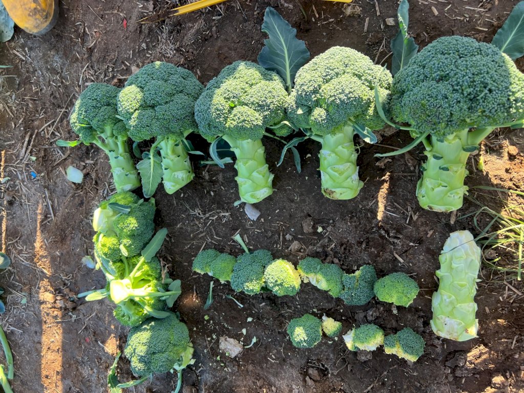 PRETORIAN F1 (HMC35536)