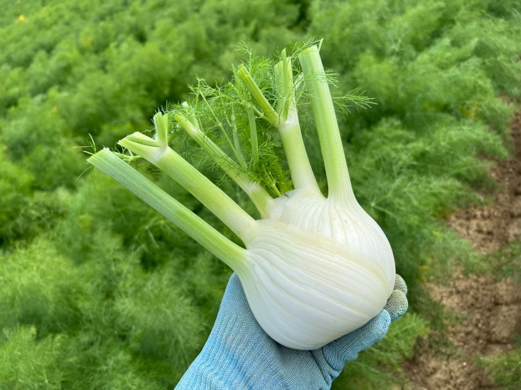 ANGELICO F1 (HMC43051)