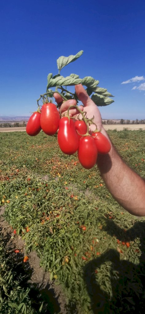 BORBONE F1 (HMC628499)