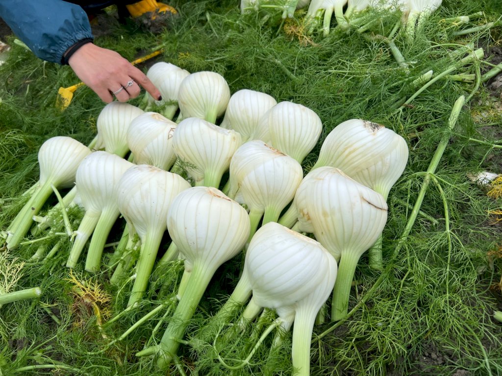 ANGELICO F1 (HMC43051)