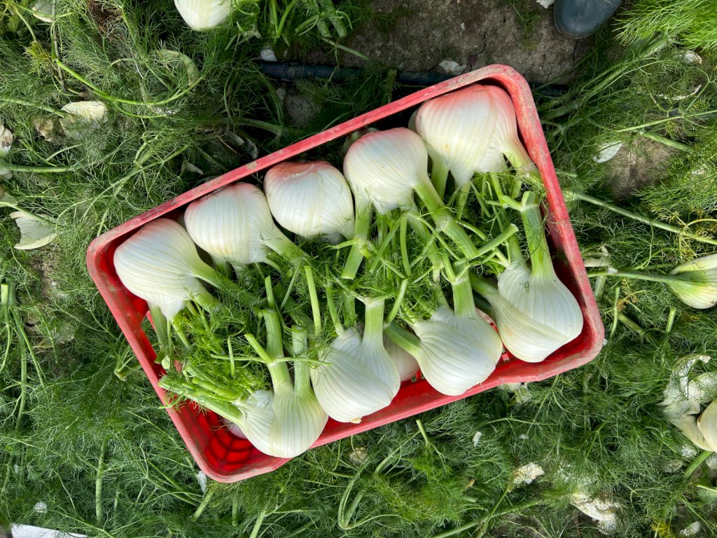 ANGELICO F1 (HMC43051)